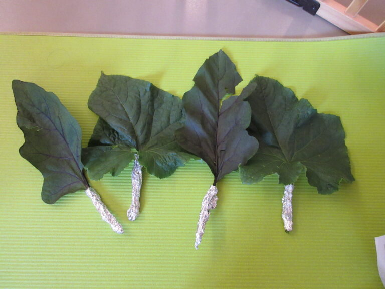 大きな葉っぱ🍃