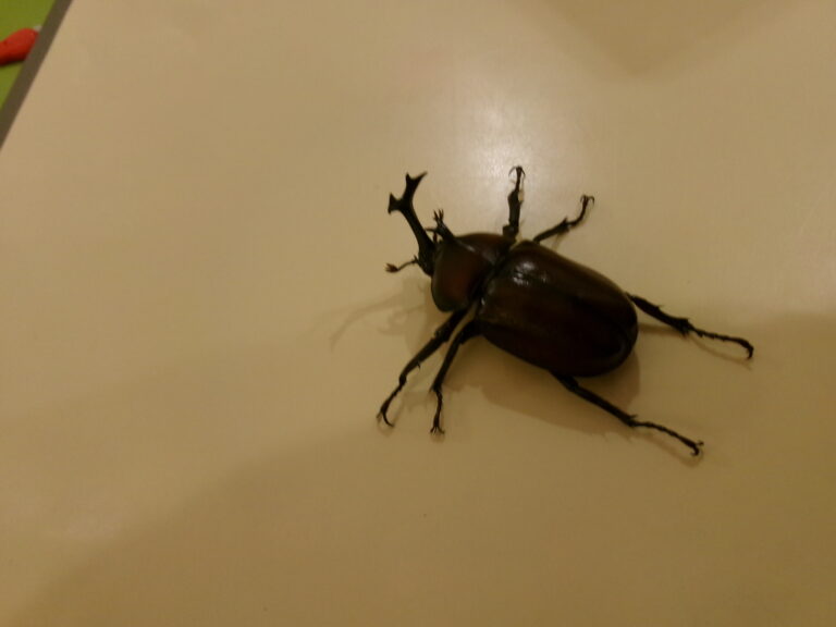 カブト虫がやってきた～💦💦
