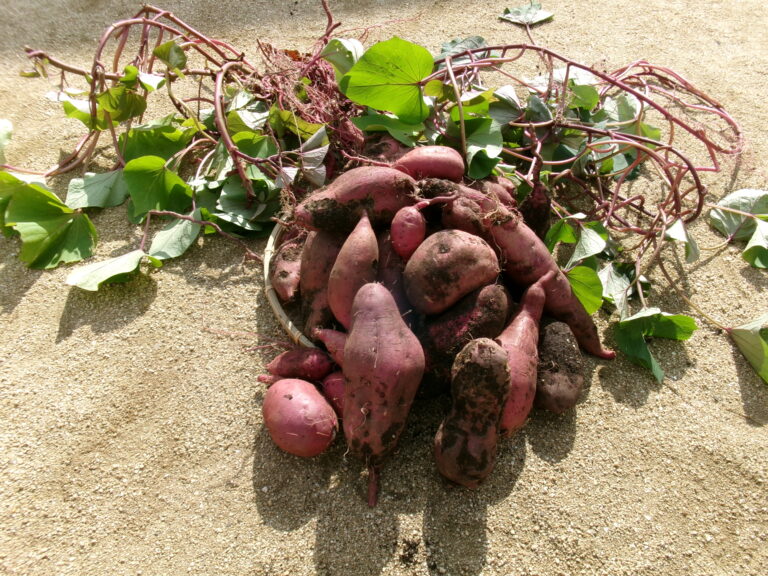 豊作！！芋ほり🍠