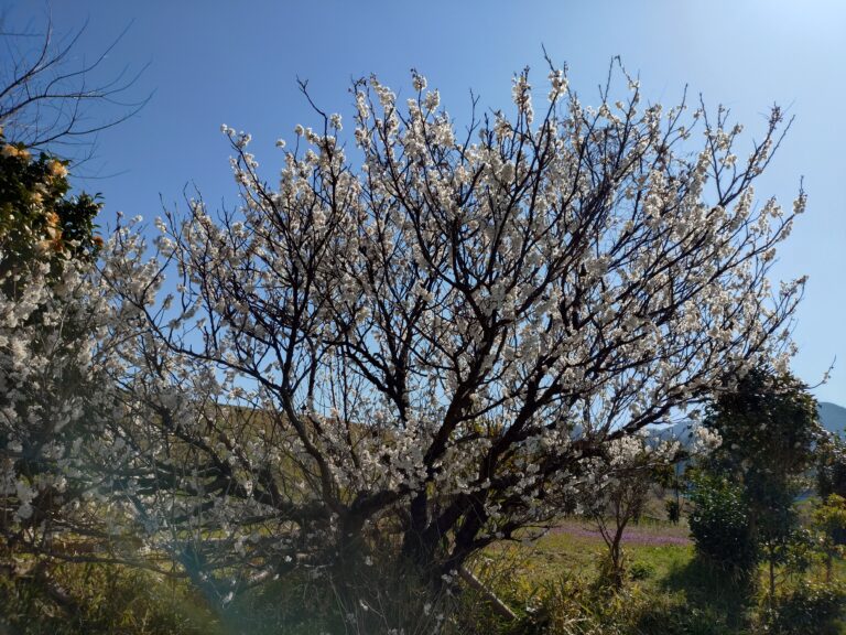 おさんぽ（０歳児）