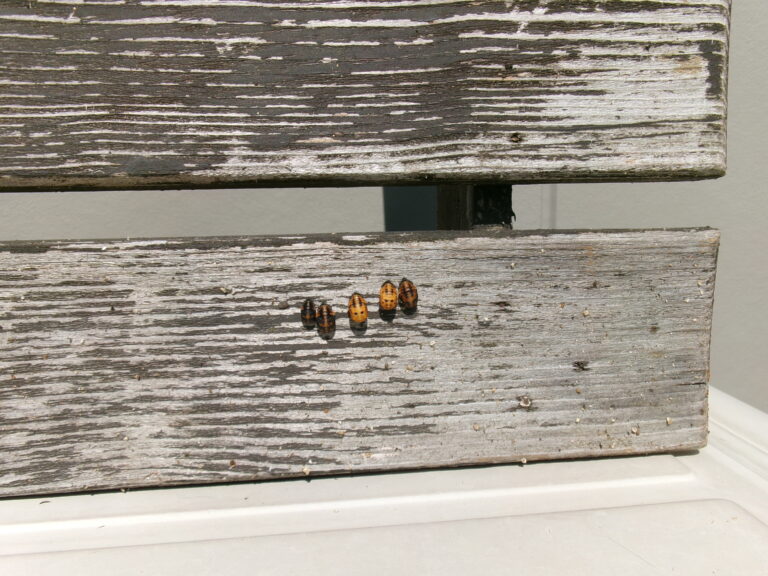 これ、な～に⁉