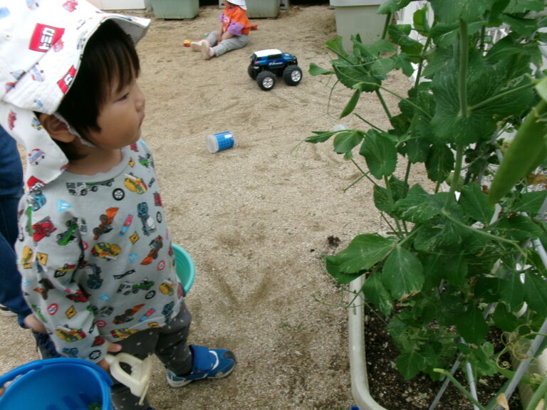 スナップエンドウ豆の収穫