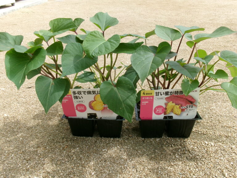 🍠さつまいも・夏野菜植え🍅