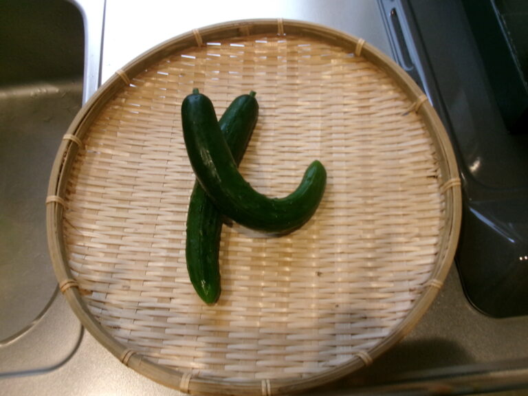 きゅうりの収穫🥒