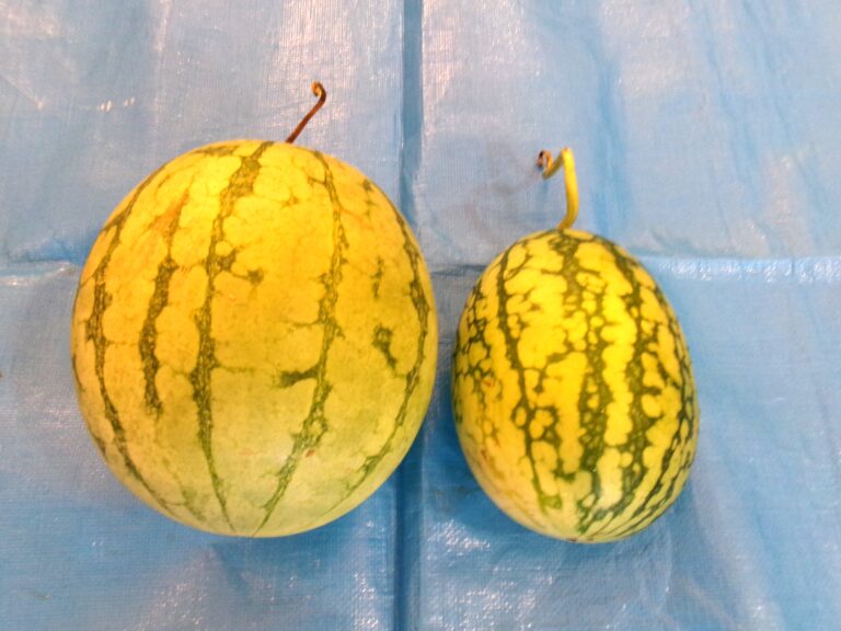 🍉すいか割り🍉