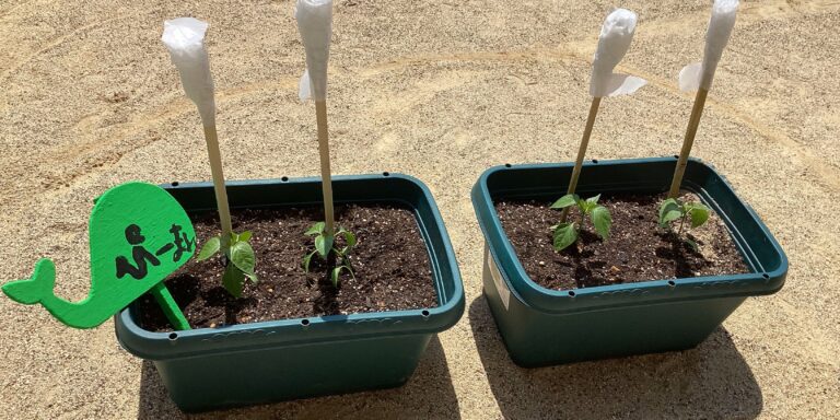 2歳児 あめチーム「ピーマンの苗を植えたよ!」