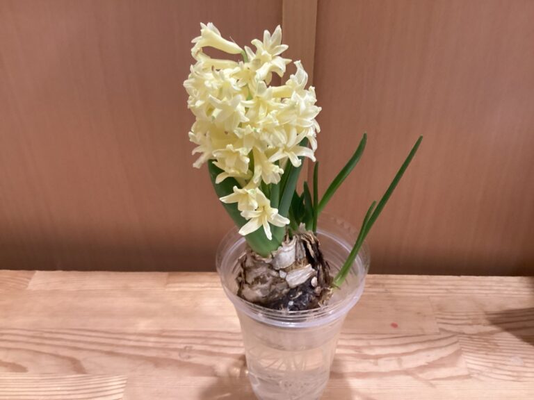 ４歳児　そらチーム「ヒヤシンスが咲いたよ」