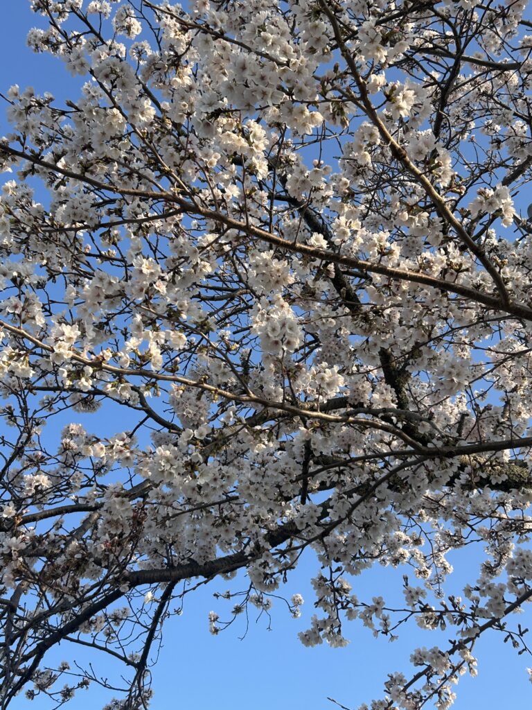令和8年度　入園式を行いました🌸