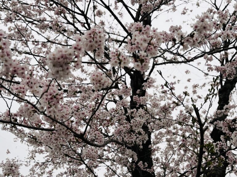 ４．５歳児「桜を見に行ったよ！！」