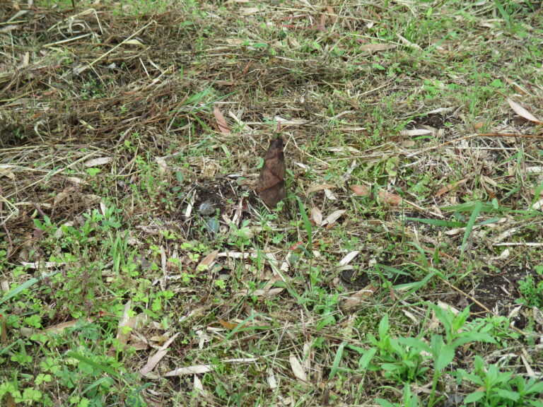 きりん組　５月の制作