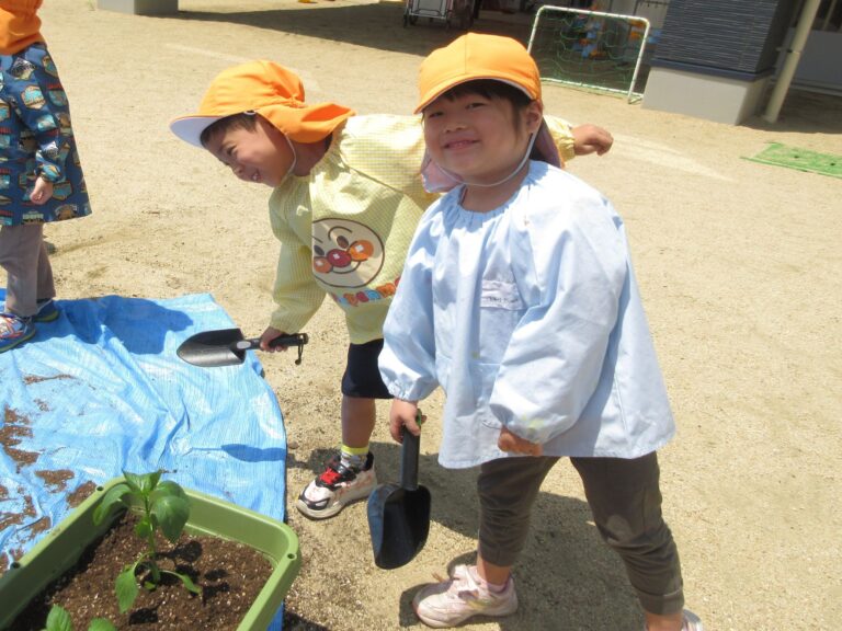 パプリカとラディッシュを植えました♪（4歳 そら組）