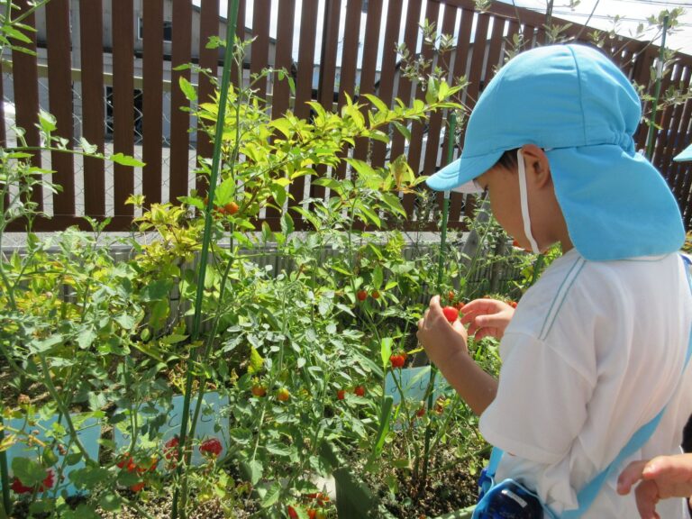 ミニトマトが大きくなったよ♪（3歳　にじぐみ）