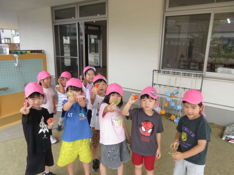 夏野菜収穫！！(くじら組　5歳)