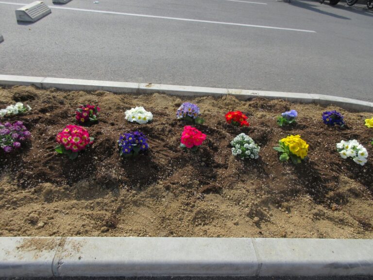 🌷花の苗を植えました🌷(５歳　くじら組)