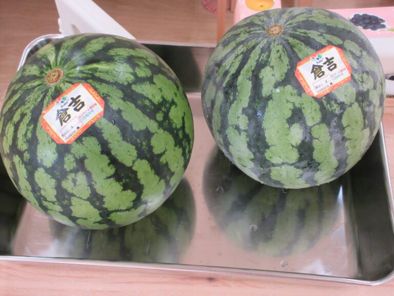 すいか🍉ころころ、ぺたぺた、さわったよ👐      (1歳だいち組)