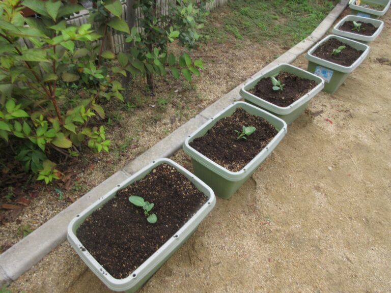 おおきくな～れ！✨ブロッコリー！！🥦（4歳そらぐみ）