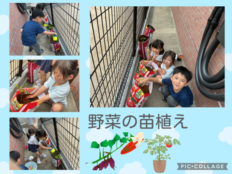 食育（野菜の苗植え）　大きくなぁ～れ！！