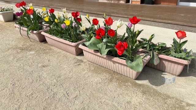 満開になったチューリップ🌷