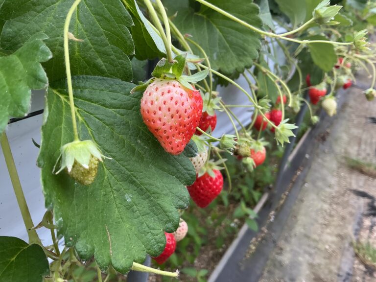 今月の様子🍓くじらチーム（5歳児）