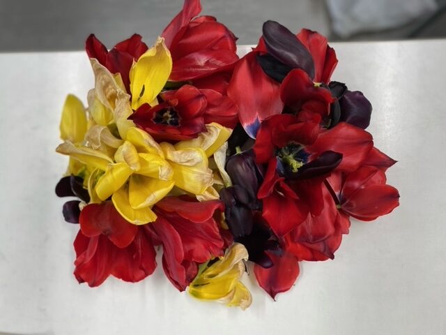 チューリップの花びらで遊びました🌷