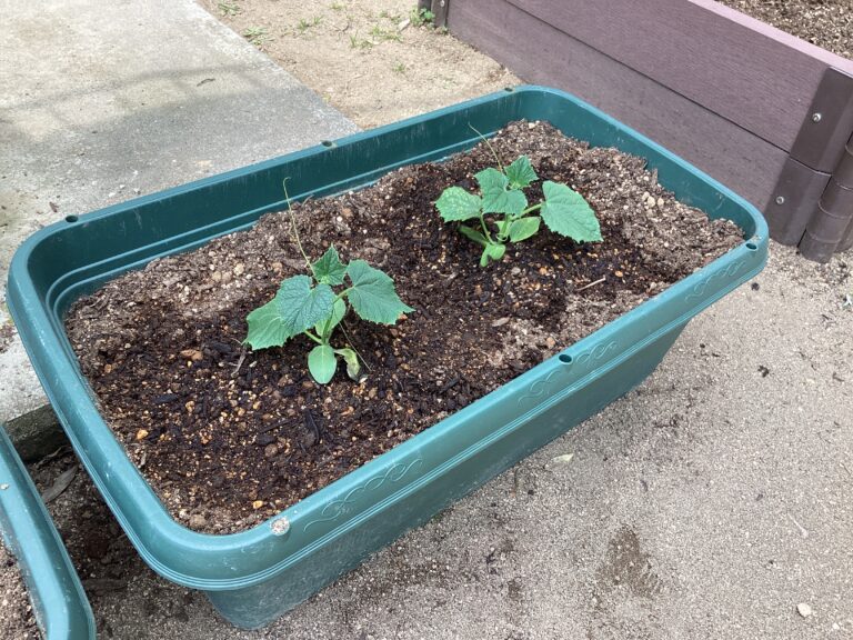 おむすび畑始動‼️（3、4、5歳児）