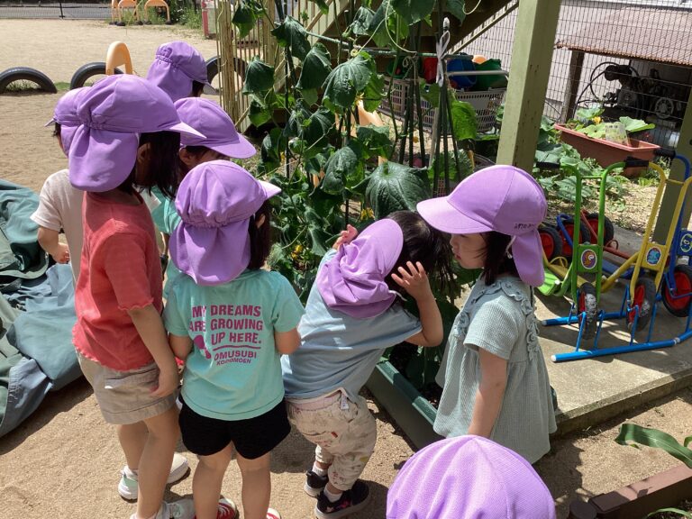 美味しいきゅうりグングン育ちました✨(3歳児ゆきぐみ)