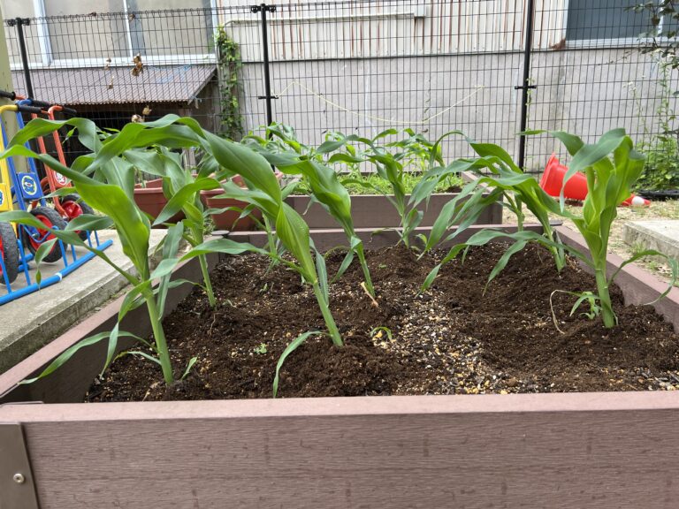 ひげが生えた🥸‼️（つき組5歳児）