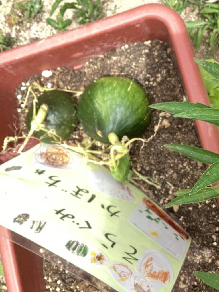 そら組畑のかぼちゃ🎃（4歳児）