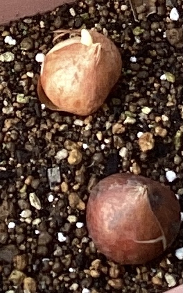 🎵は〜やく芽を出せ〇⚪︎ー〇⚪︎〇🌷【そら組　4歳児】