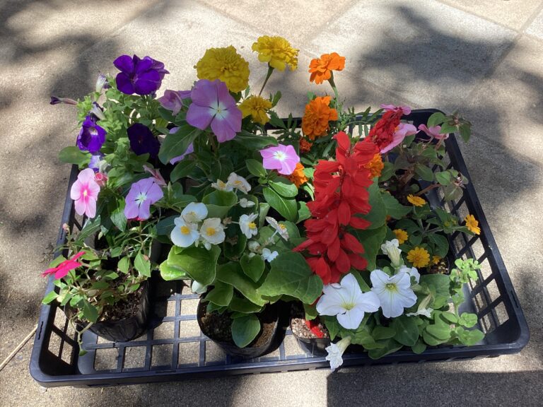 🌼お花を植えたよ🌼3歳児　ゆきぐみ