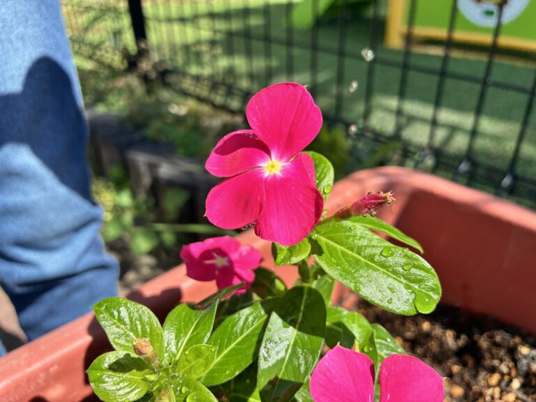 おおきくなぁれ 私のお花!【4歳児 そらぐみ】