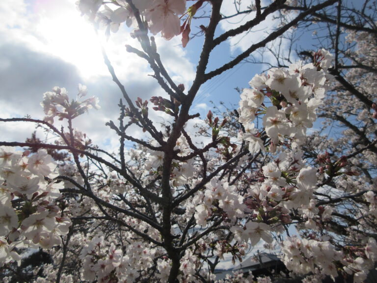 令和7年度スタートしました🌸