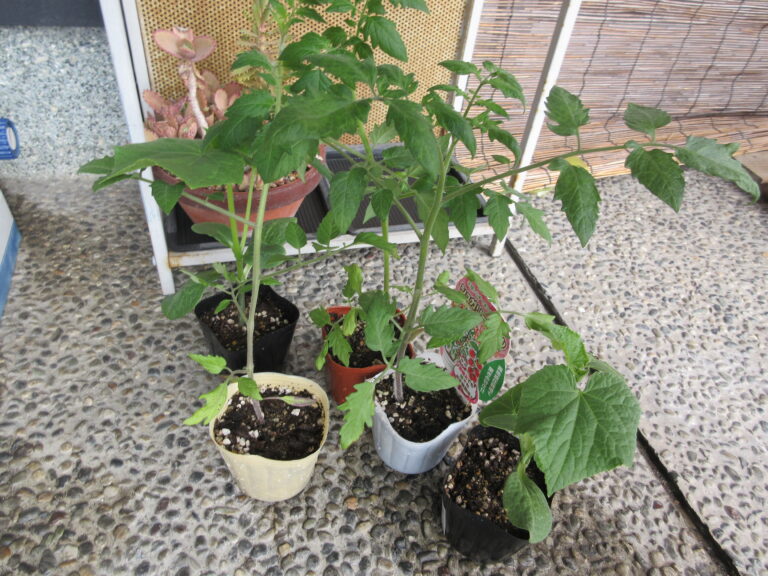 野菜の苗を植えたよ🌱