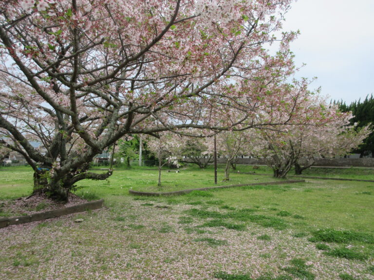 🌸さくら舞い散る🌸