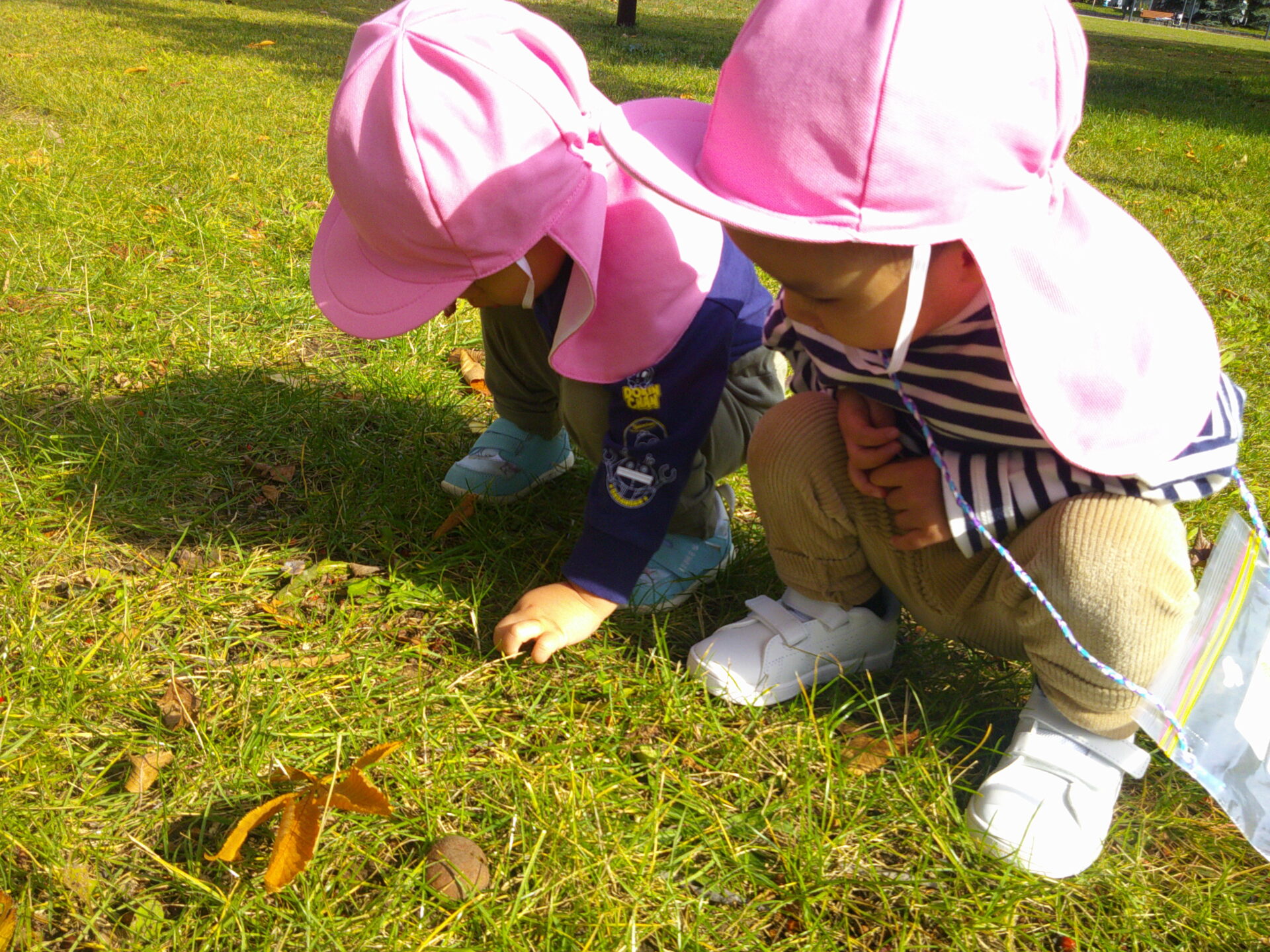 おもしろいことなんでもくじら級