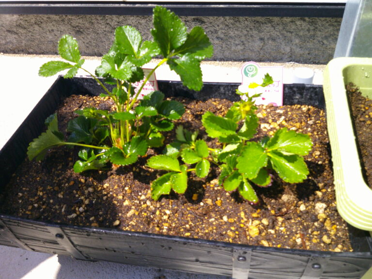 大きくな～れ♬