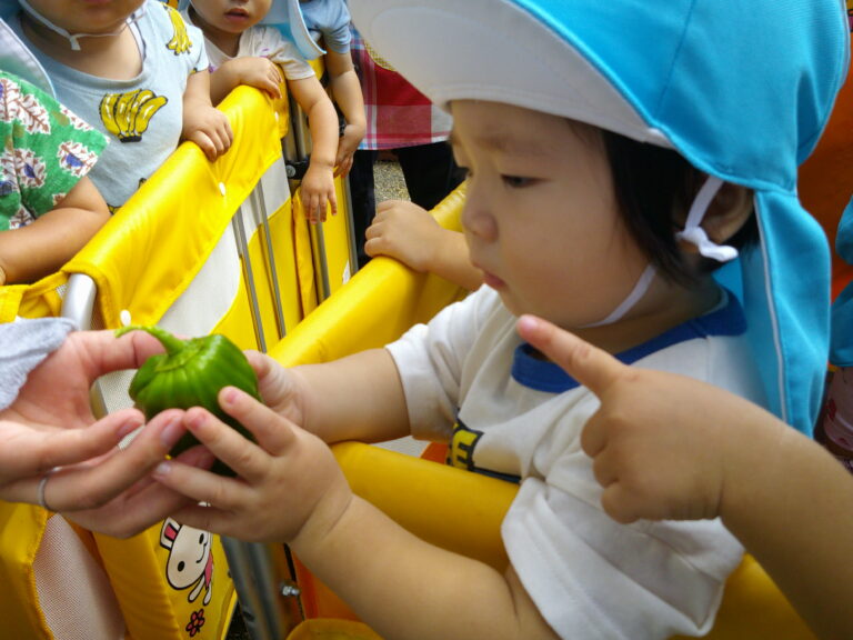 初めての収穫とお野菜スタンプ♪