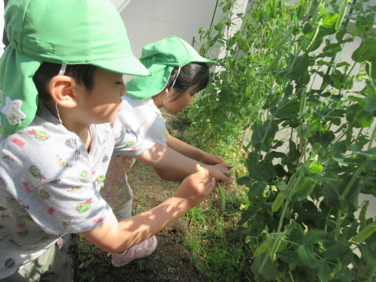 スナップエンドウ収穫＆お散歩