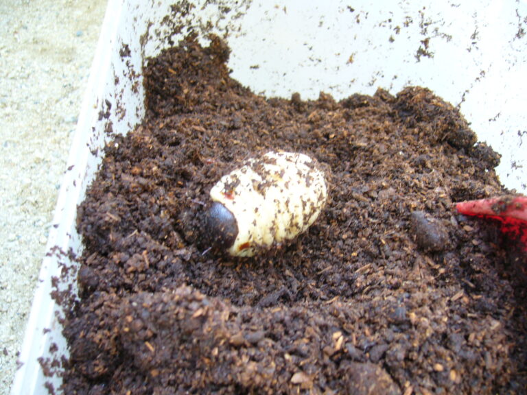 😢悲しいお知らせ🐛