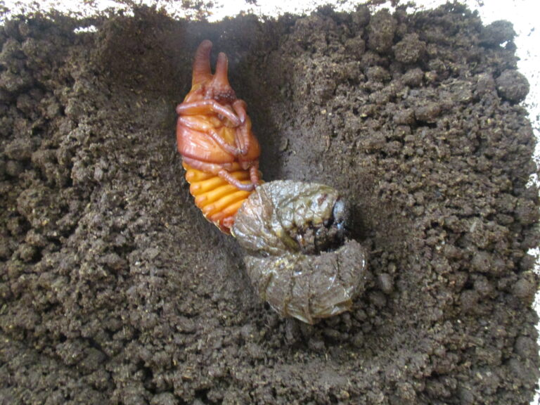 ヘラクレスが蛹に変身🐛