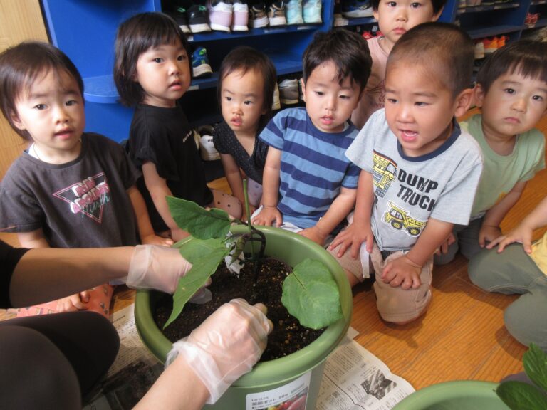 園庭菜園🍅🍆🥒