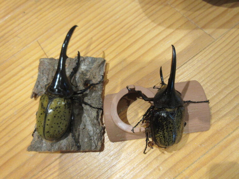 ヘラクレスオオカブト✨