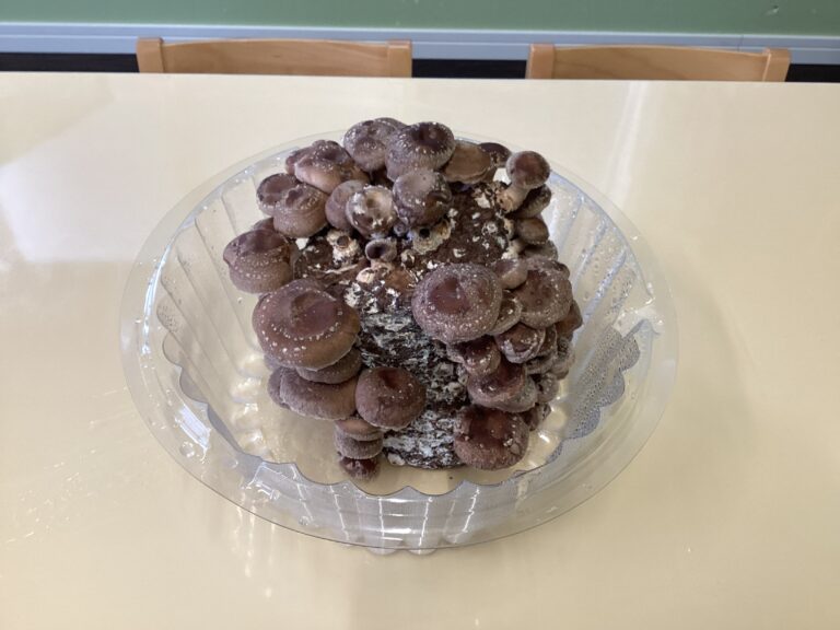 ニョキニョキ　大きくなーれ！②