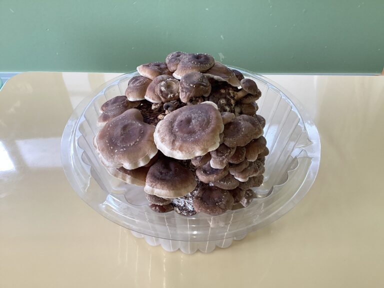 ニョキニョキ　大きくなーれ！➂大収穫編✨