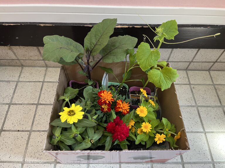 お野菜日記①〜苗 お買い物編〜