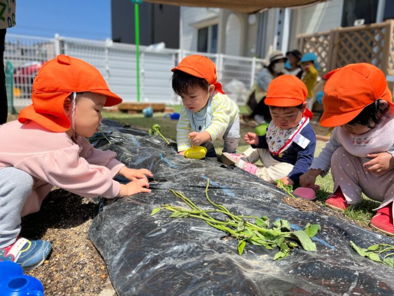 お野菜日記②〜苗植え編〜