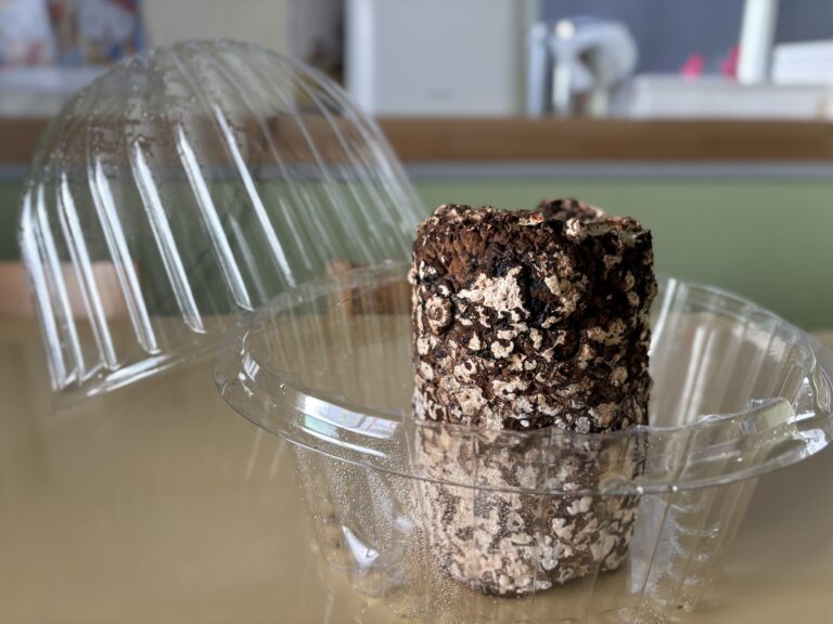 たけちゃん🍄‍🟫観察日記①