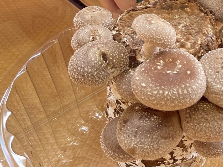 たけちゃん🍄‍🟫観察日記③