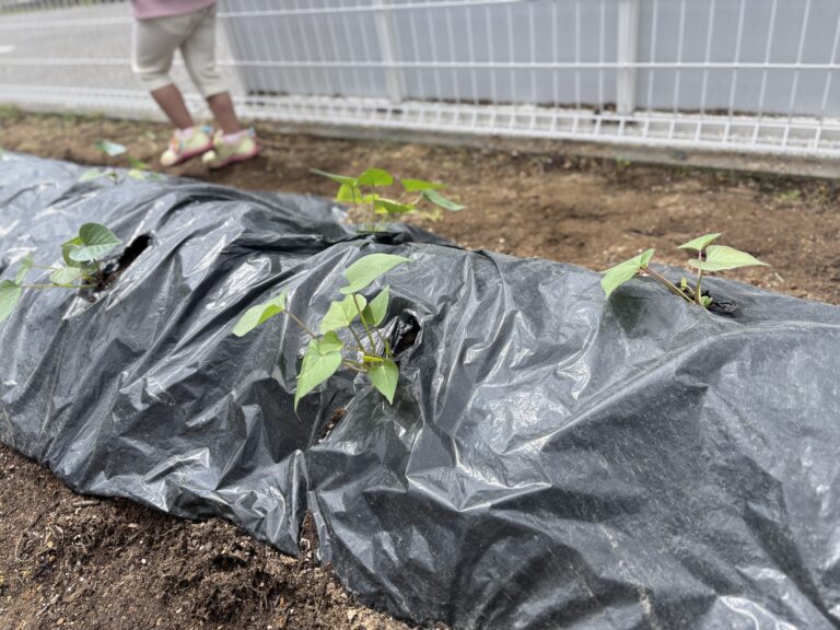 畑作りに挑戦！🌱