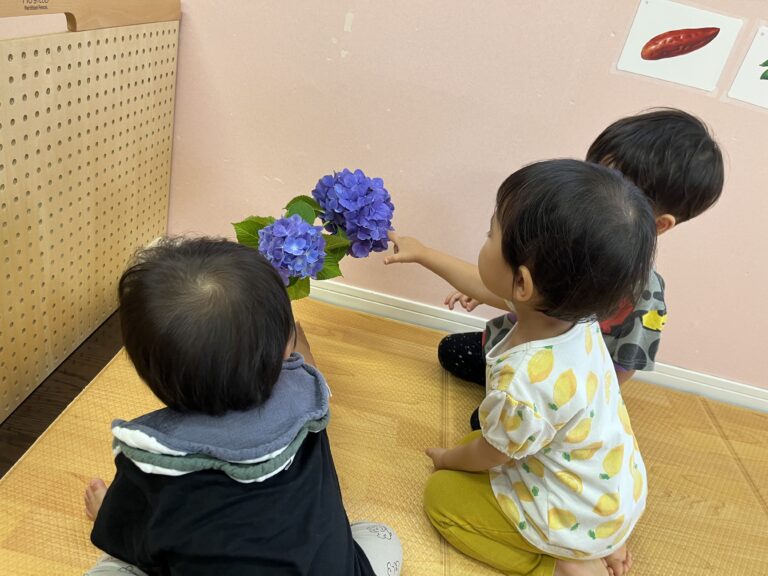 みんなのあじさい 咲いたよ